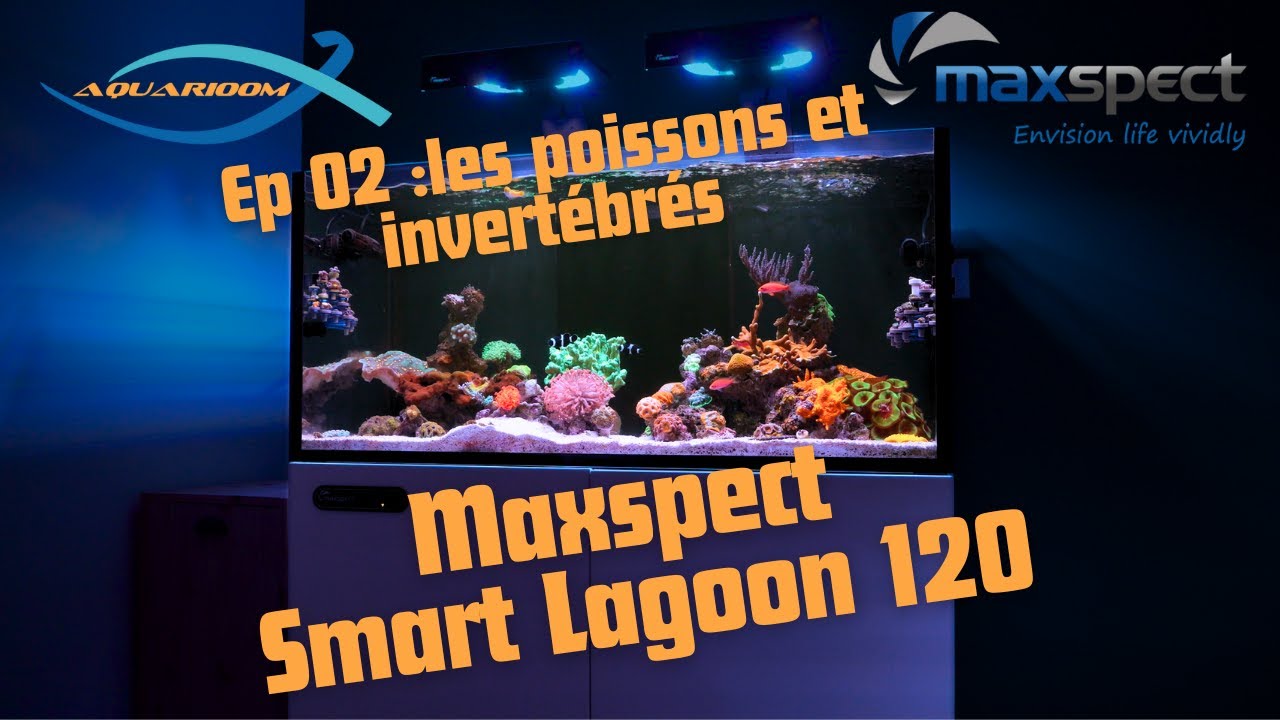 Maxspect Smart Lagoon 120 : les poissons et invertébrés