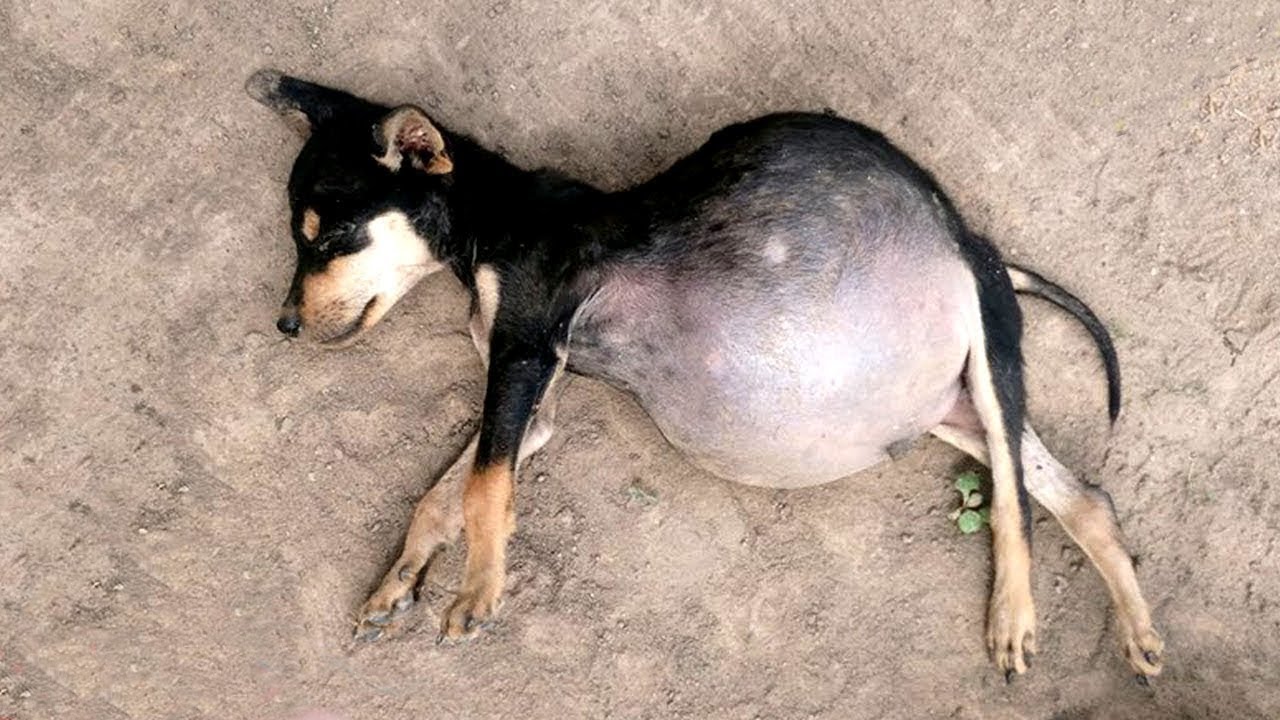 Wonderful Mother Dog Giving Birth To 13 Pups At Home | Animals Gives Birth