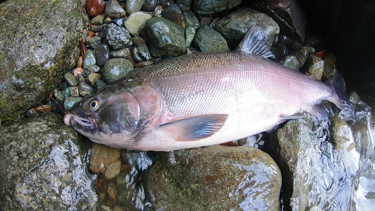 9 Pound Coho, Vedder River