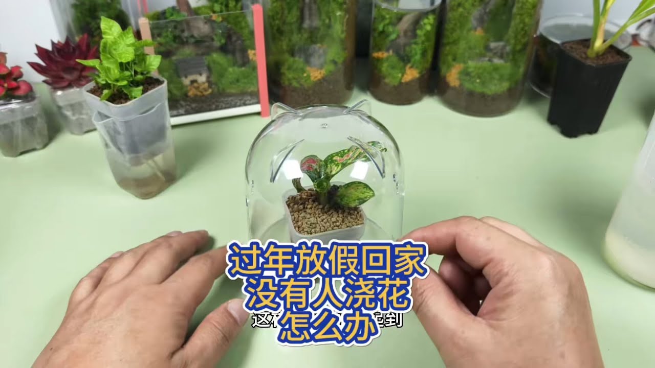 过年放假回家没有人浇花怎么办？#花卉绿植 #浇水 #养花小知识 #苔藓微景观 #龙兰伴园植艺