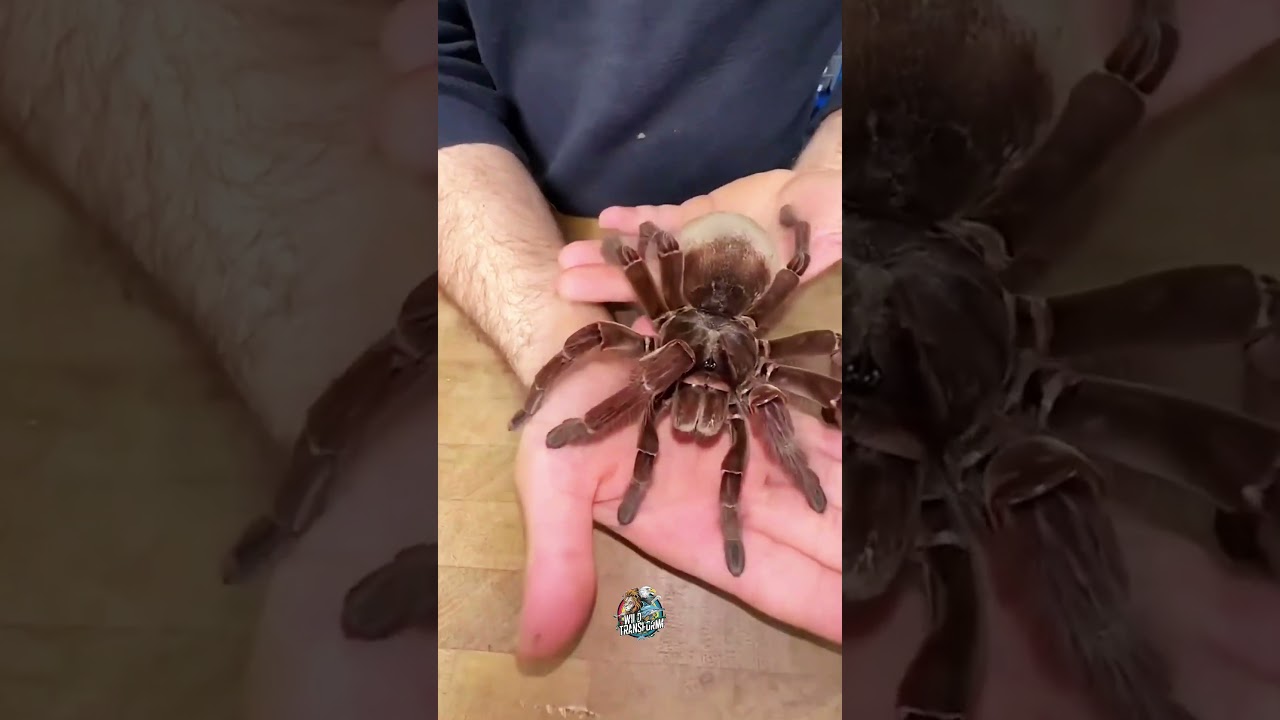 Before & After Animals Growing Up. Amazing Animal Transformation💥 #animals #animaltransformations