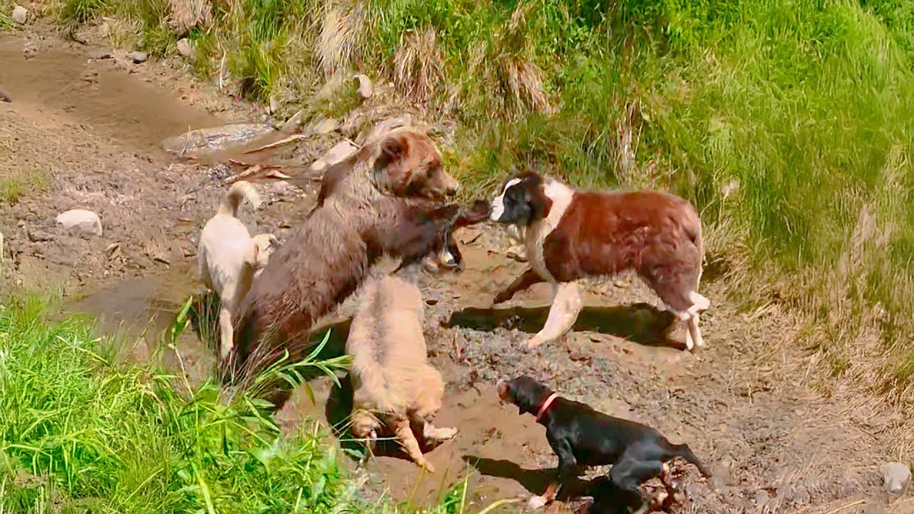 Brave dogs save sheep during bear attack