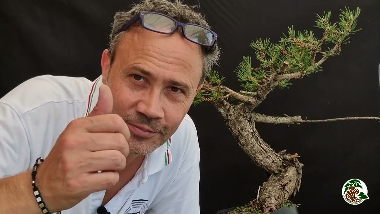 Preparazione di un pino nero per una dimostrazione bonsai