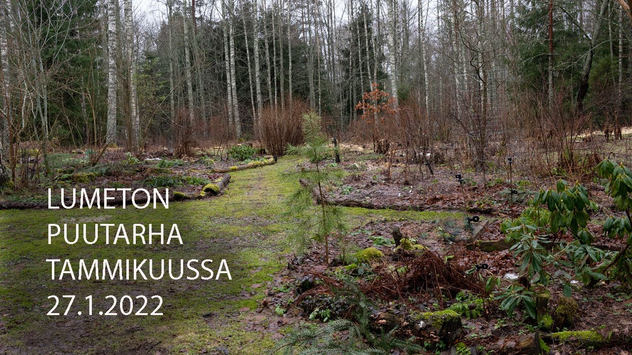 Lumeton puutarha tammikuussa 27 1 2023