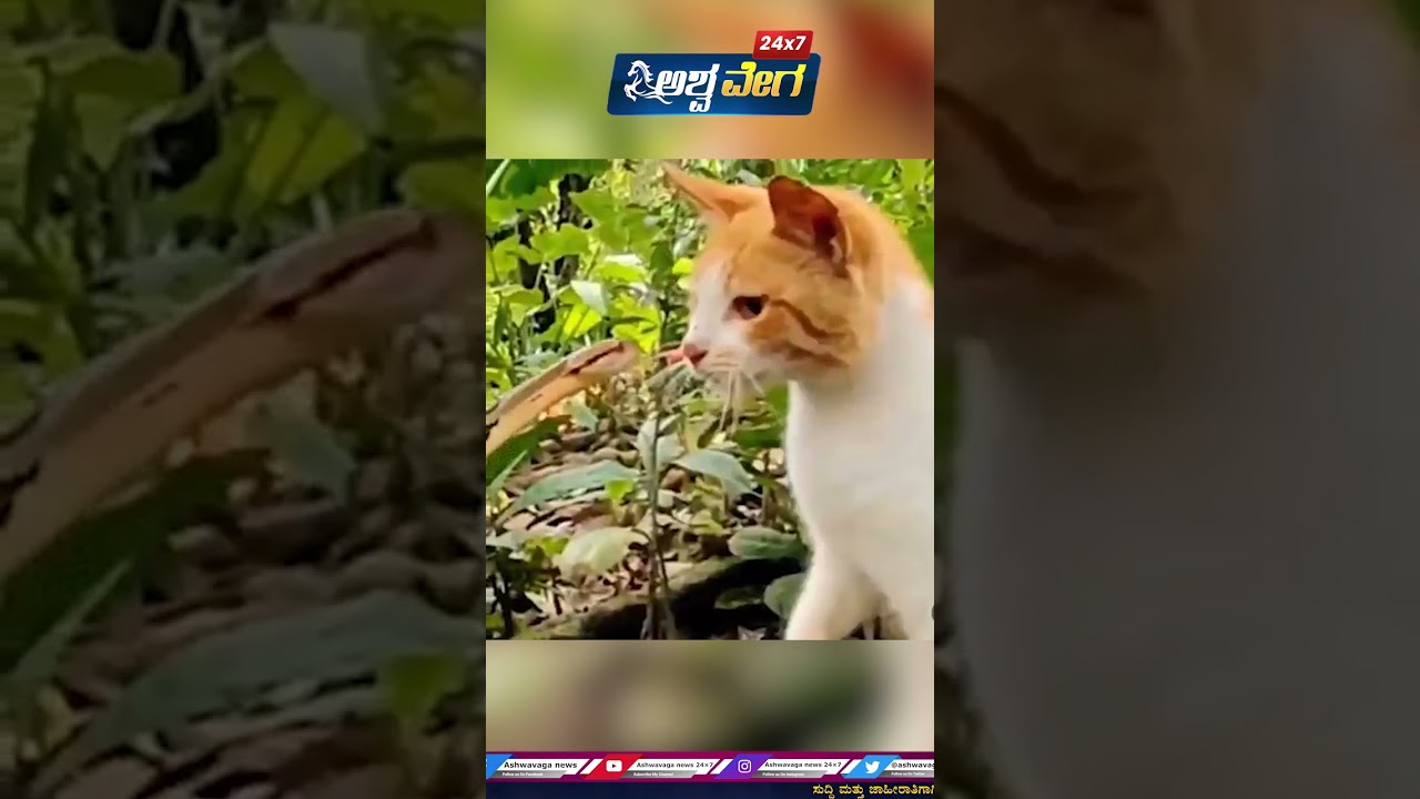 Cat vs snake | Ashwaveganews 24/7