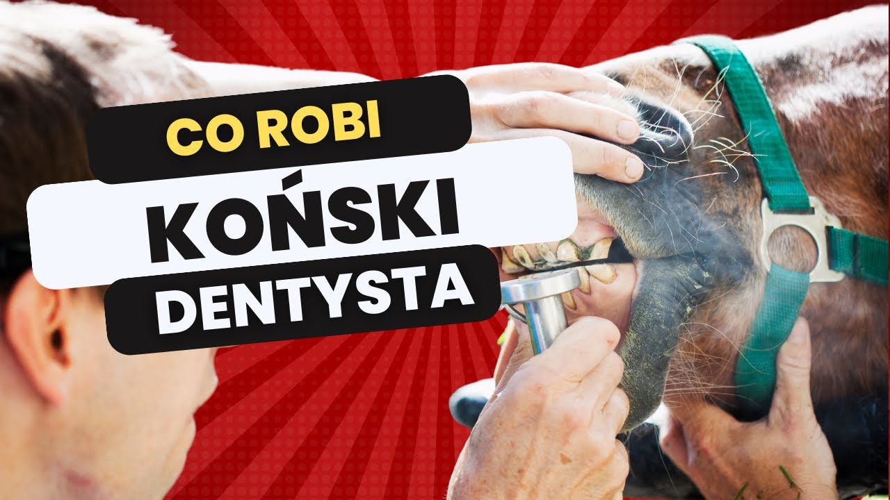 Jak wygląda wizyta dentysty u konia? | Konie A-Z | Wszystko o tarnikowaniu końskich zębów.