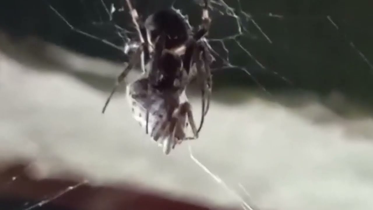 How do spiders wrap their food before eating.