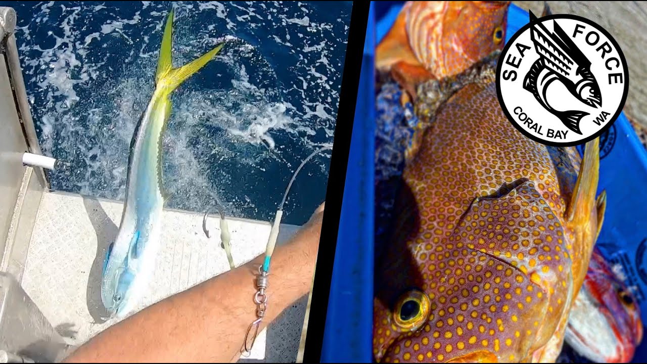 BROWN TROUT & DROPPING DOLLYS - Pearl Perch & Pink Snapper, Fishing Charter, Coral Bay.
