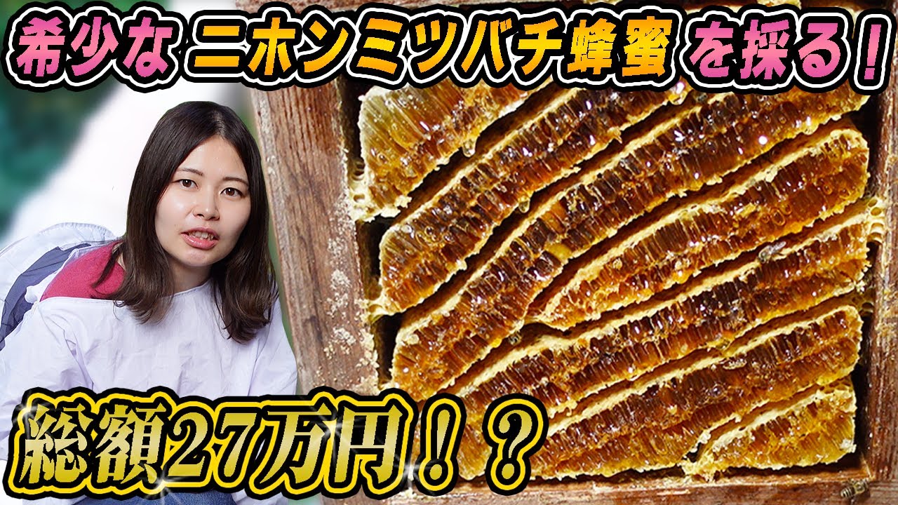 総額27万円！？希少なニホンミツバチのハチミツ採取【採蜜】