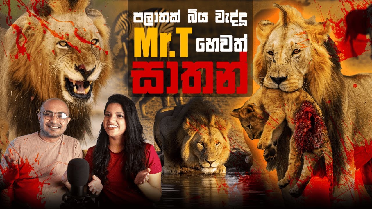 පලාතක් බිය වැද්දූ Mr.T හෙවත් සාතන් | The Lion They Called Satan 🦁🔥 (Mr. T lion)