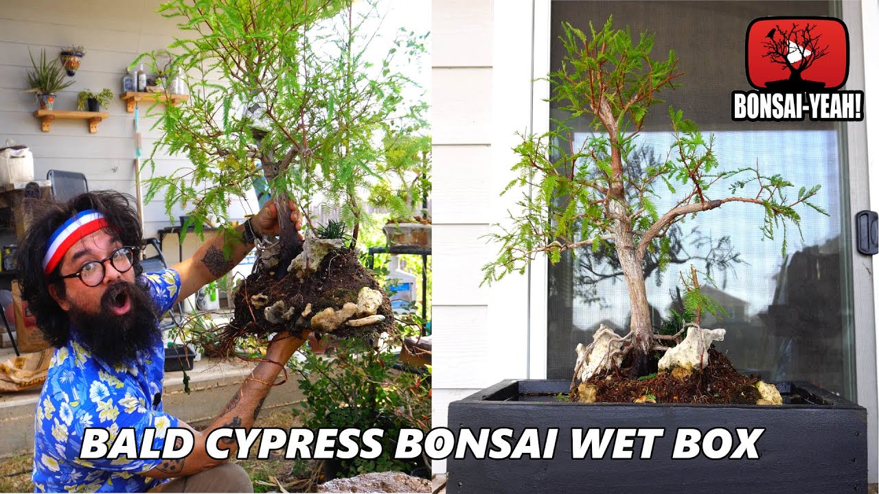 Bald Cypress on Slab Repot into a Wet Box- Bonsai-YEAH!