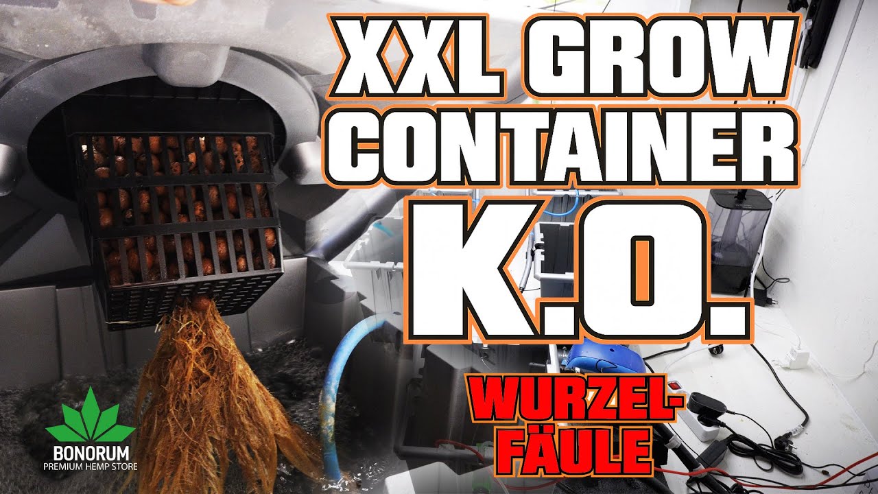 XXL Grow Container K.O. durch Wurzelfäule 😱 | Neustart nach Totalausfall im Hydro-System!