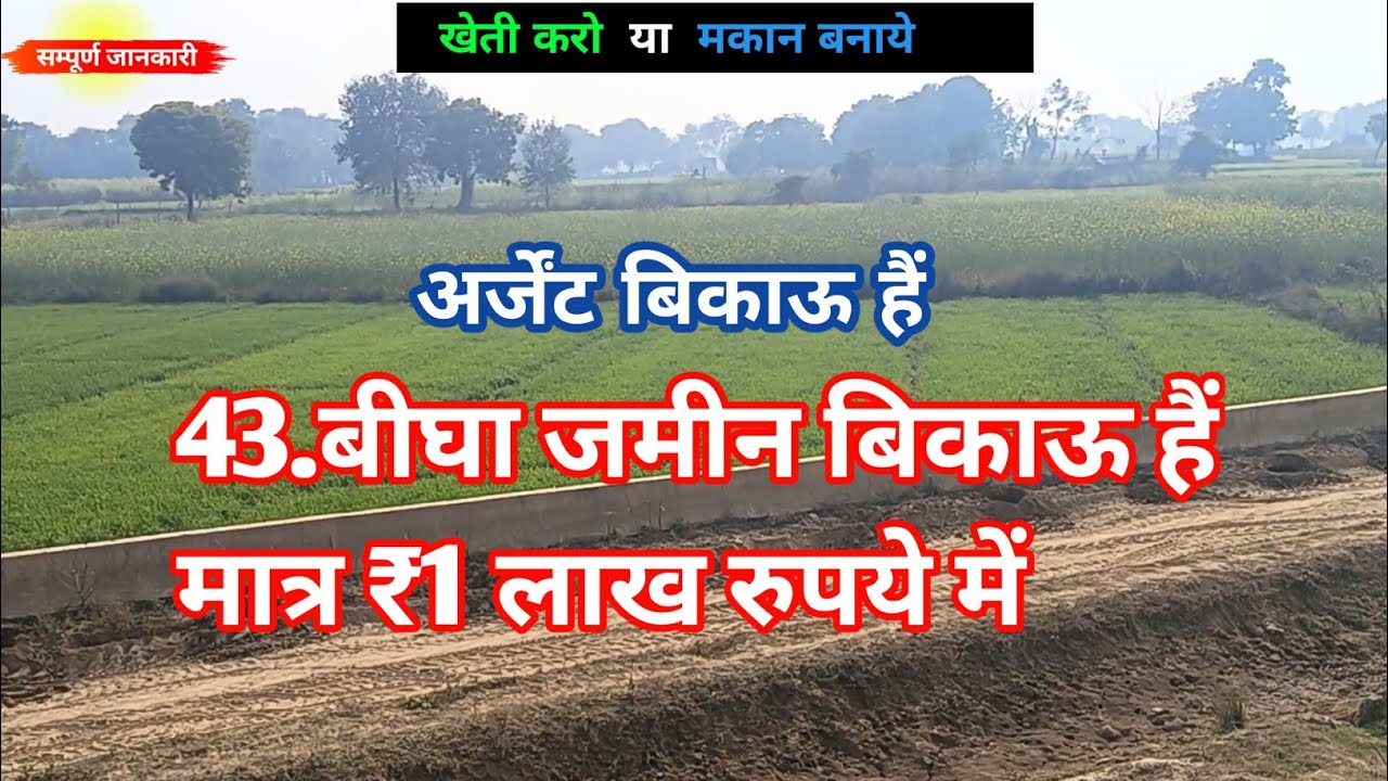 43.बीघा जमीन बिकाऊ हैं मात्र ₹1 लाख प्रति बीघा में agricultur land for sale
