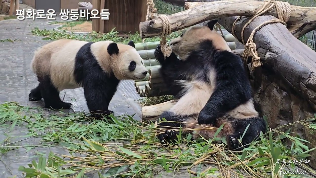 2026.2.10. 16:45~17:00 행복이 또 하루 쌓였다 🐼🐼😘❤️