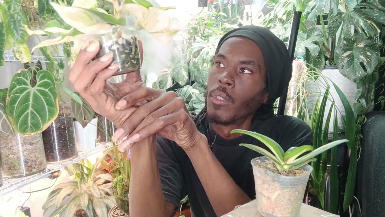 😅Ой, я снова это сделала😅 🪴Новые растения🪴