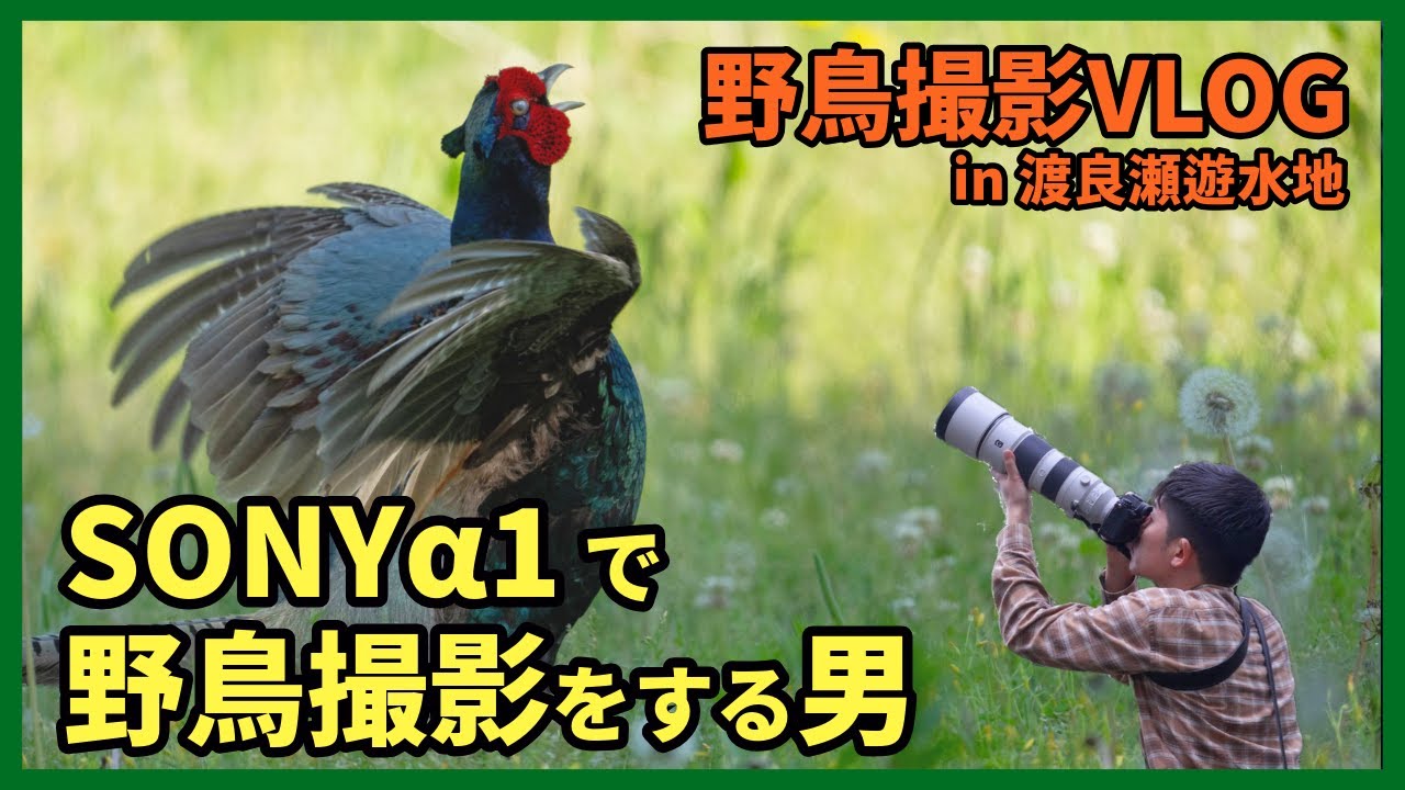 野鳥撮影Vlog「鳥つるむ 三県境で 笑む男」春の渡良瀬遊水地を歩く　キジ、コウノトリ、オオヨシキリ、チョウゲンボウ、ヒバリなど Birding in Japan shot on SONY α1
