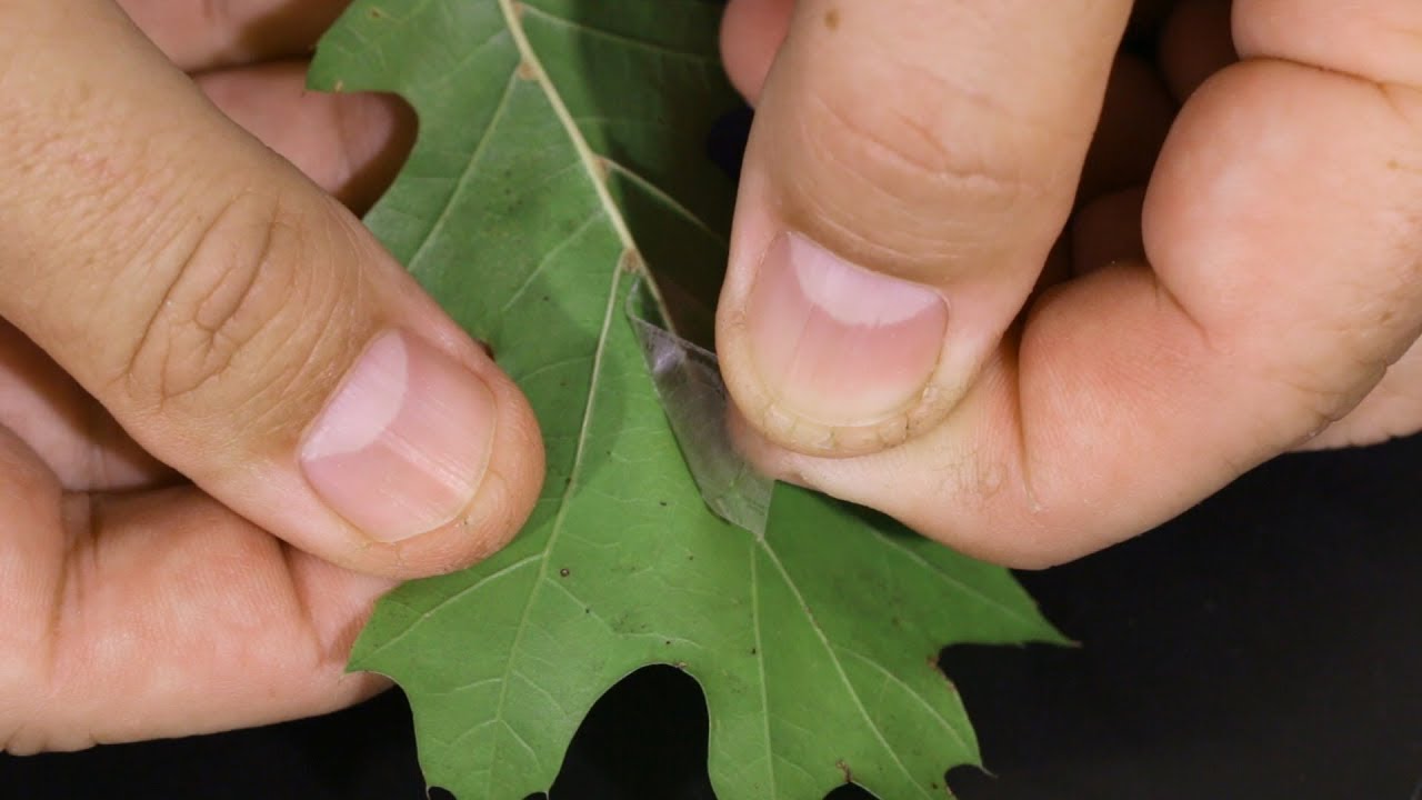 Stomatal peel