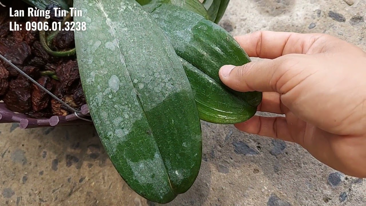 xử lý hồ điệp mềm héo nhăn lá 24/3/2020 (0906.01.3238)