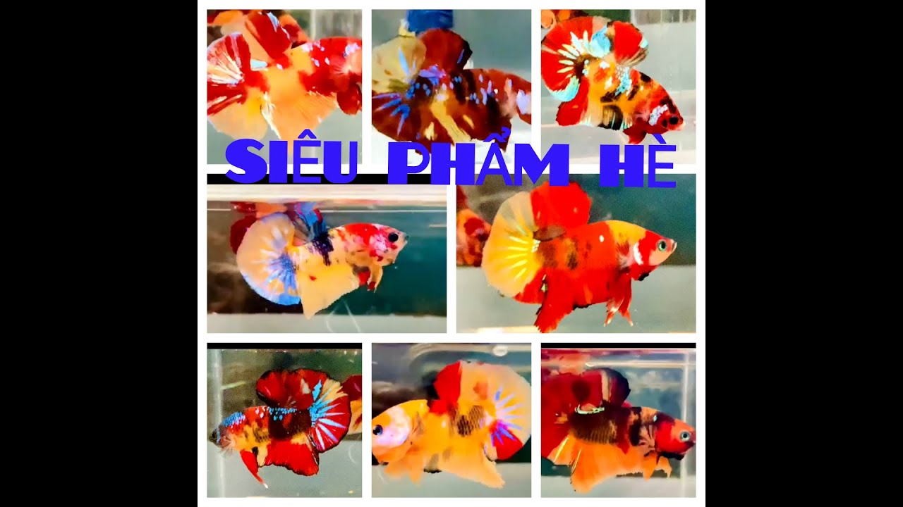 Đợt cá Betta koi multi giống ngày 04/07/2024
