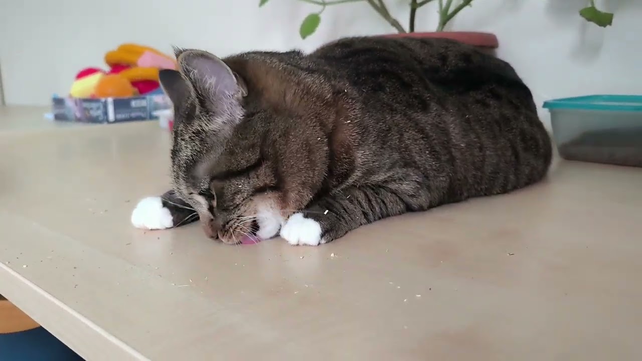 After eating Catnip 