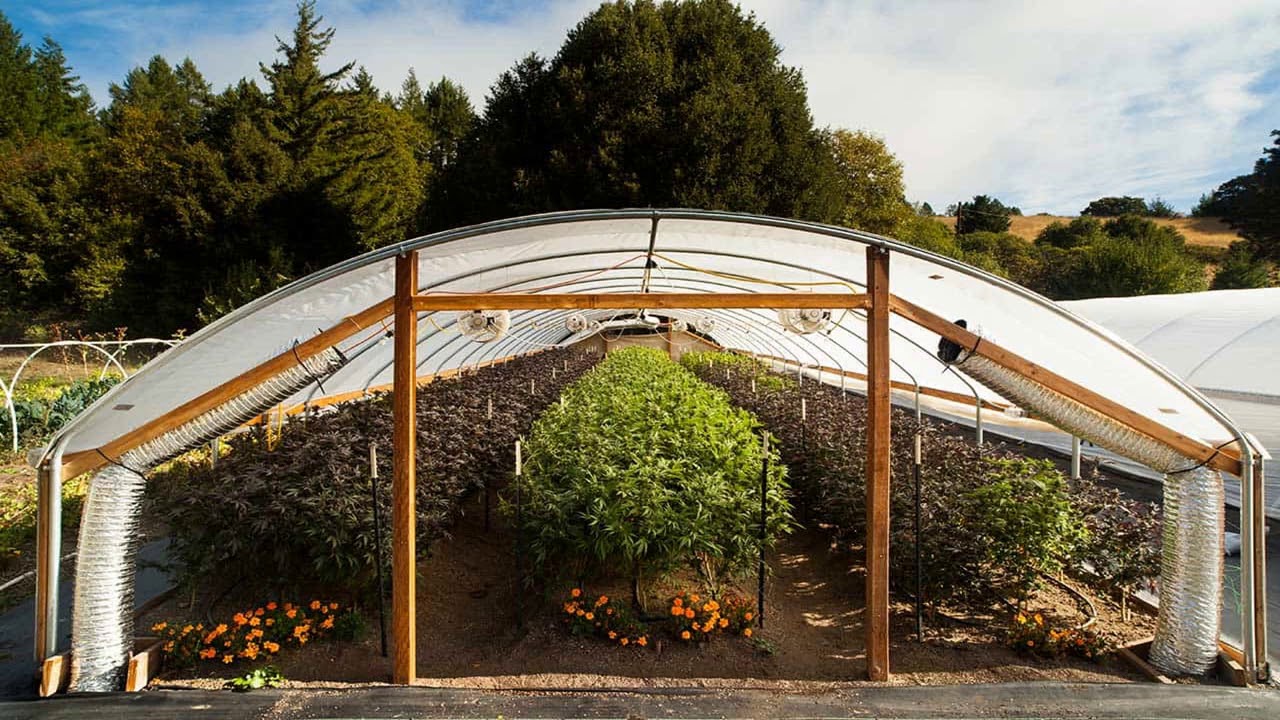 America News - Humboldt's finest cannabis