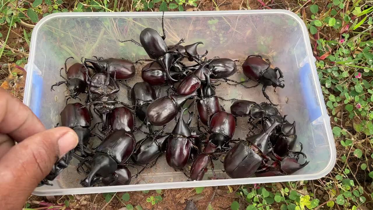 Rhino beetle one plate 🪲