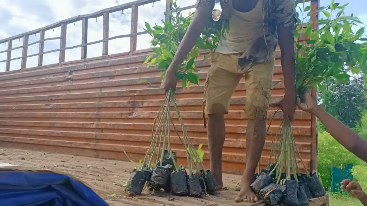 Tamil nadu Agarwood plant's delivery | Call-06000371241 