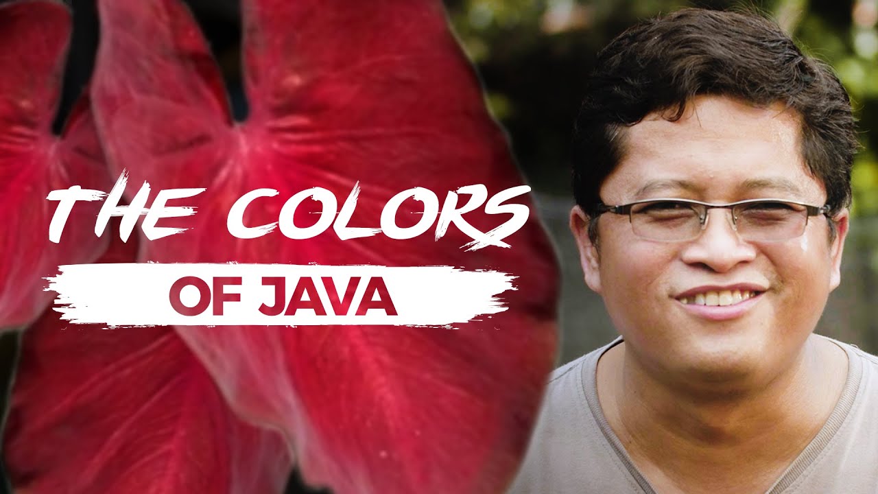 THE COLORS OF JAVA: Magical Caladium Series From Indonesia