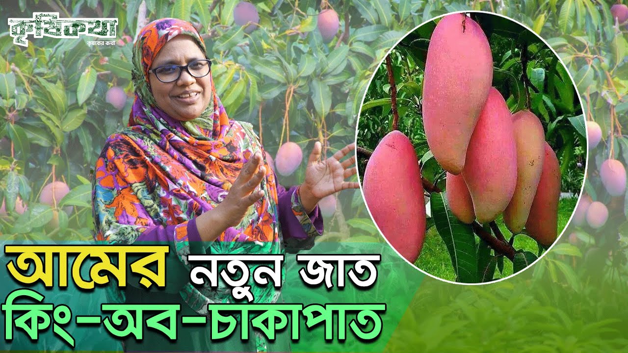 কিং অব চাকাপাত বাণিজ্যিক একটি আমের জাত । King of Chakapat.