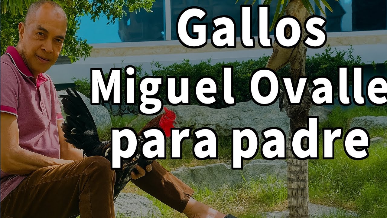 Gallos Miguel ovalles para doble propósito