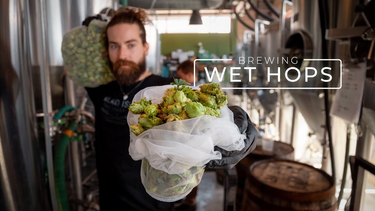 Brewing Wet Hop Beer & Barrel Aging | PARAGRAPHIC