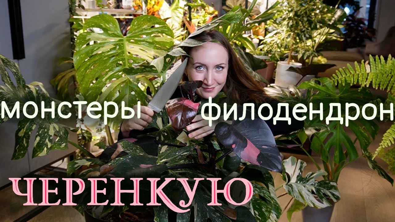 Черенкую Монстеры и Филодендрон