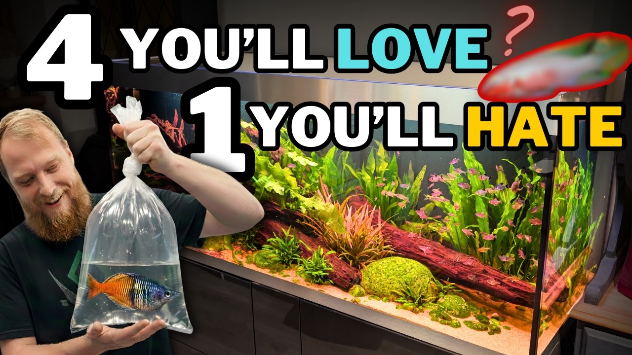 5 New Fish for the 600L! One of them is going to divide opinions...