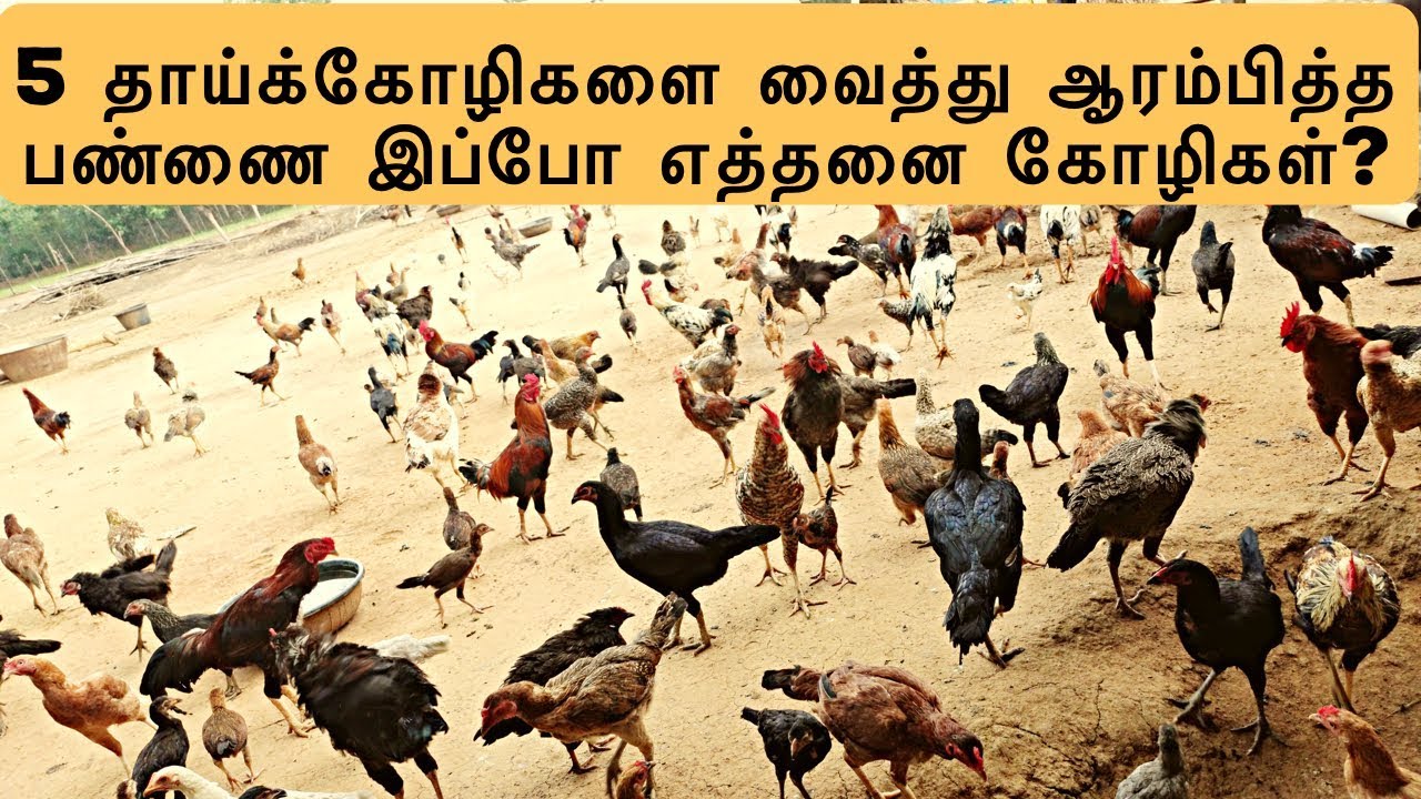 5 தாய்க்கோழிகளை வைத்து ஆரம்பித்த பண்ணை | Country chicken farm