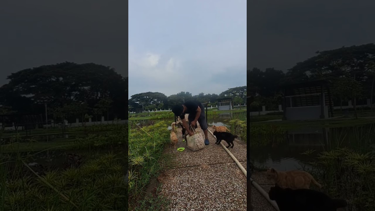 Semoga semakin banyak orang yang peduli kucing terlantar