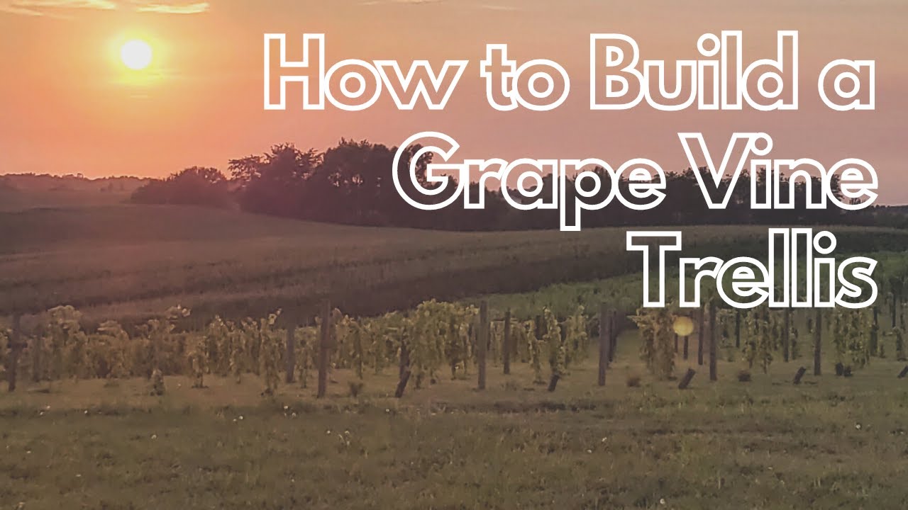 How to Build a High Cordon Grape Vine Trellis