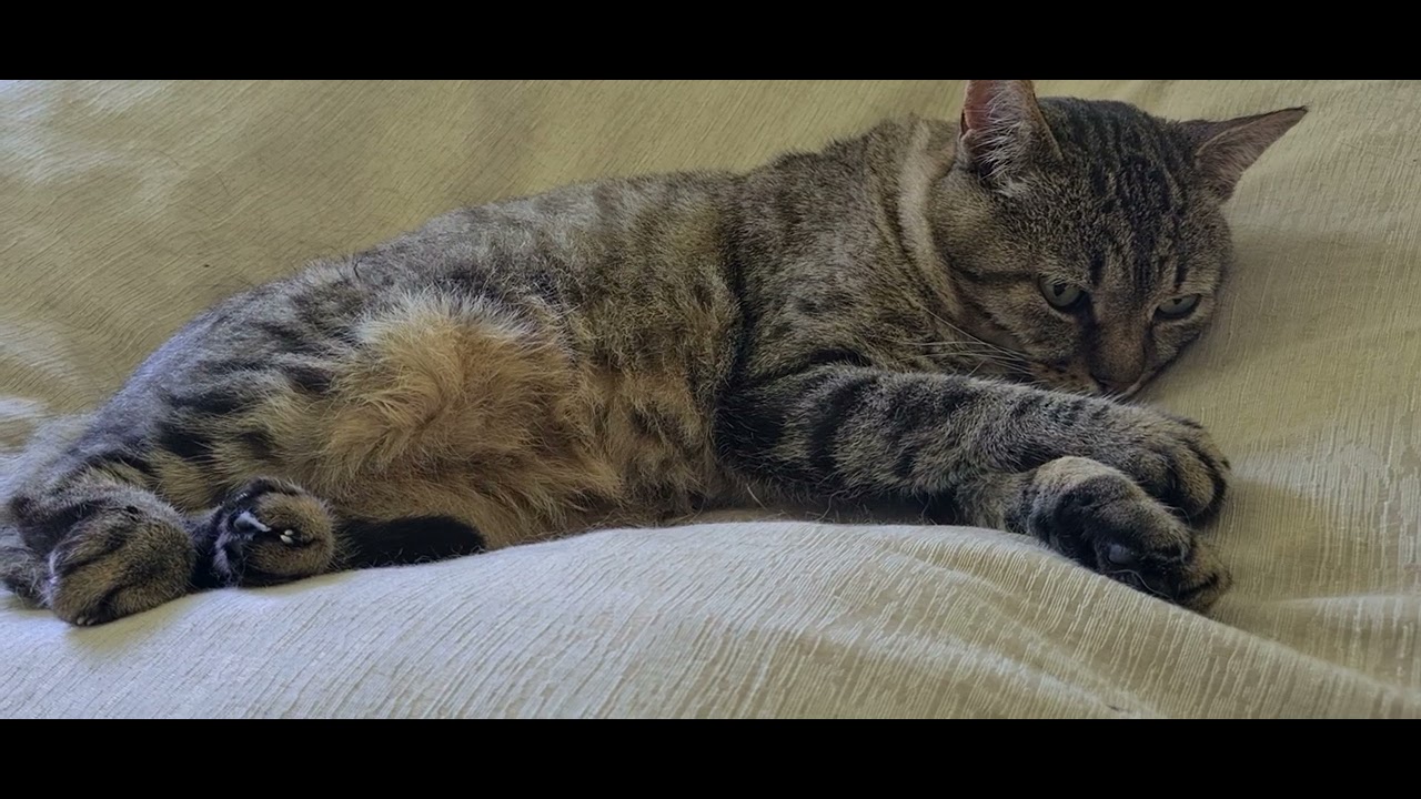 I'm not grounded, just day dreaming! #rescue animal