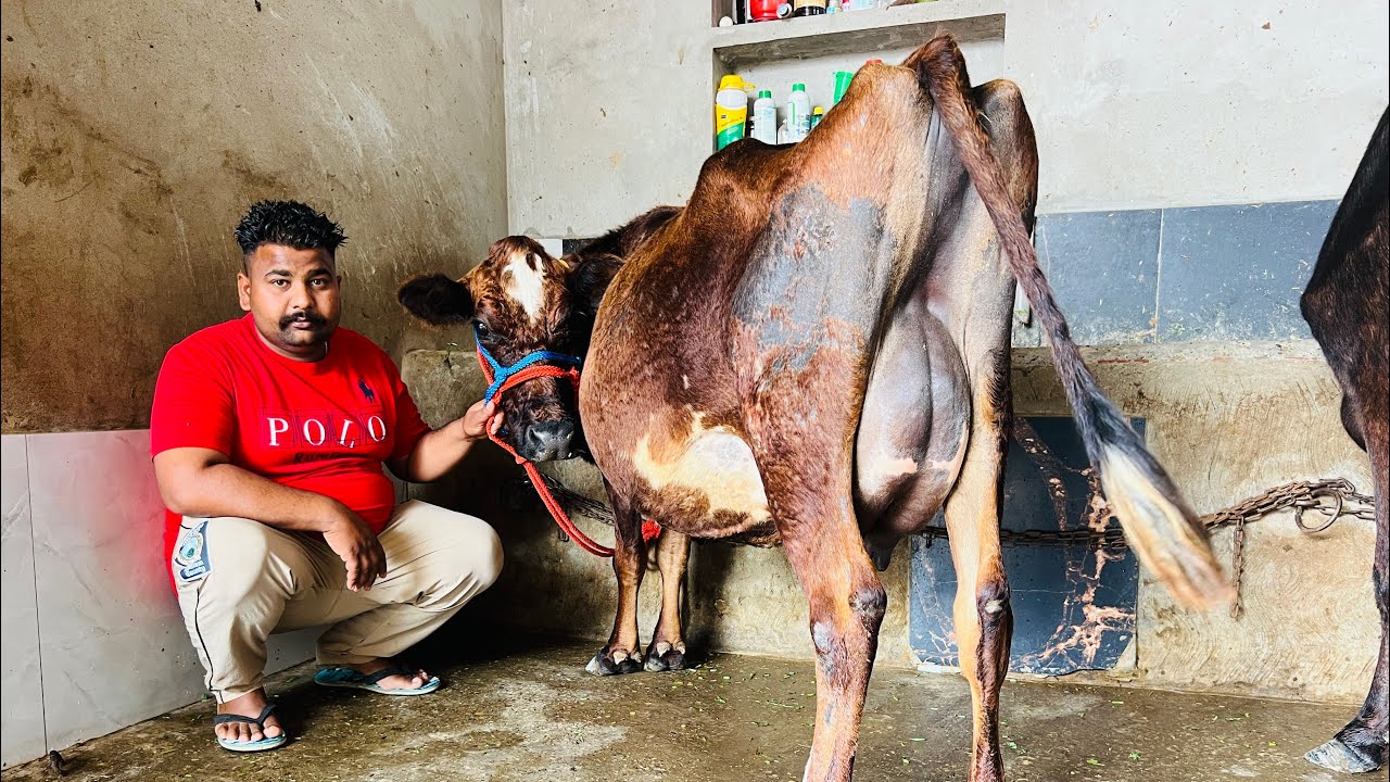 ਬਿਲਕੁਲ ਸਸਤੇ ਮੁੱਲ 🔥1 ਤਾਜੀ ਸੂਈ ਵਹਿੜ 🔥1 ਗੱਬਣ ਵਹਿੜ ਵਿਕਾਉ -2 cow for sale #brardairyfarmmoga 