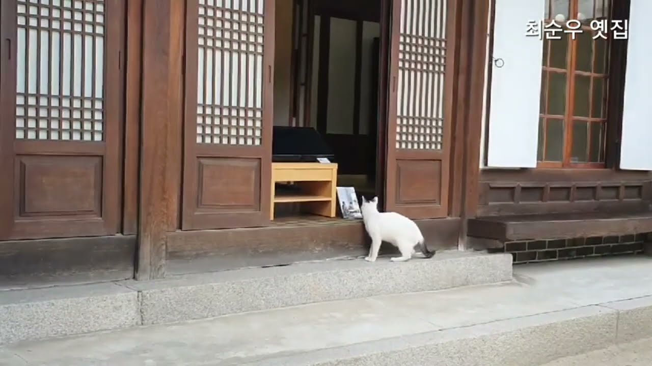 호기심 많은 고양이