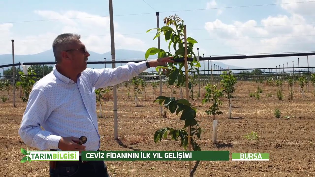 YENİ DİKİLEN CEVİZ FİDANININ İLK YIL GELİŞİMİ