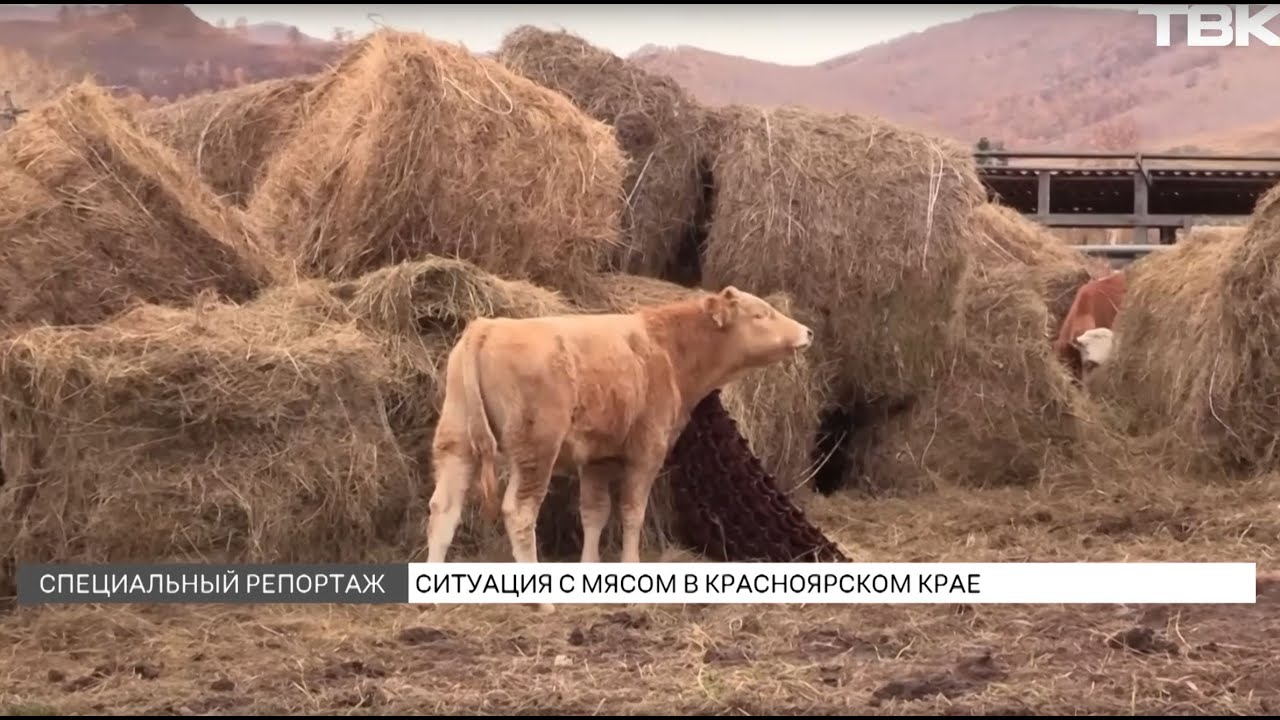 «Специальный репортаж»: ситуация с мясом в Красноярском крае