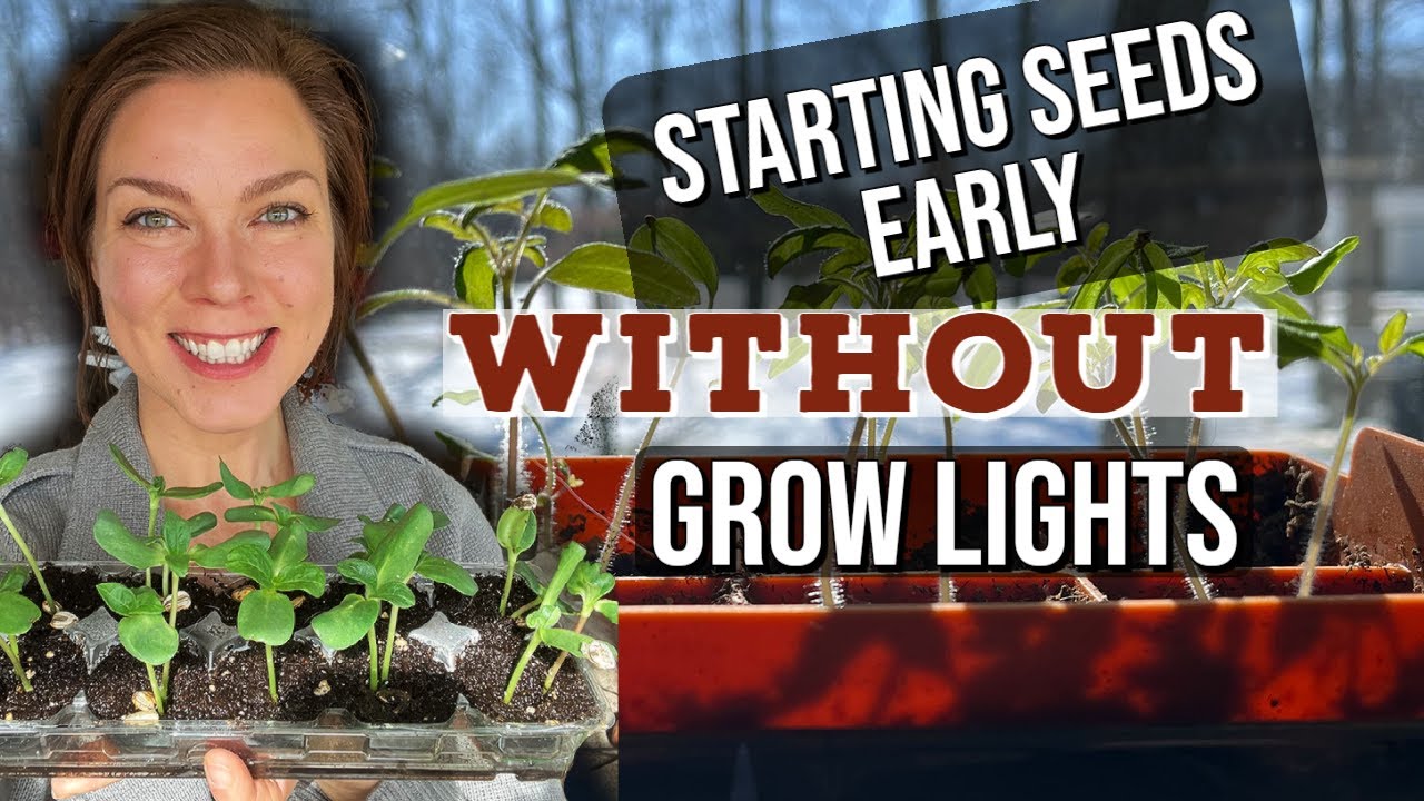 Starting Seeds Early Without Grow Lights
