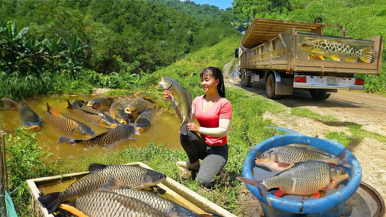 Drag Net To Harvest A Lot Of Fish, Use 3 wheeled Truck To Transport Many Fish Go To Market Sell