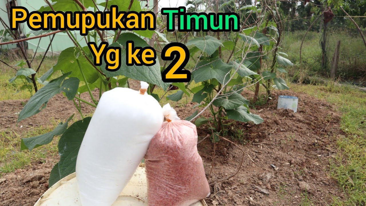 Cara pemupukan timun/mentimun yg kedua dengan cara kocor