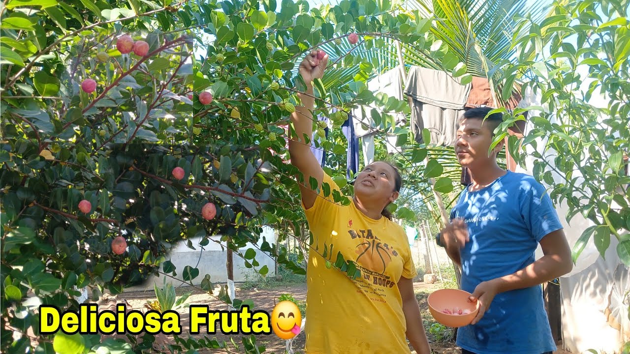 Botando Icacos asi se da esta rica fruta😋Aura emocionada corta sus frutas maduras😱