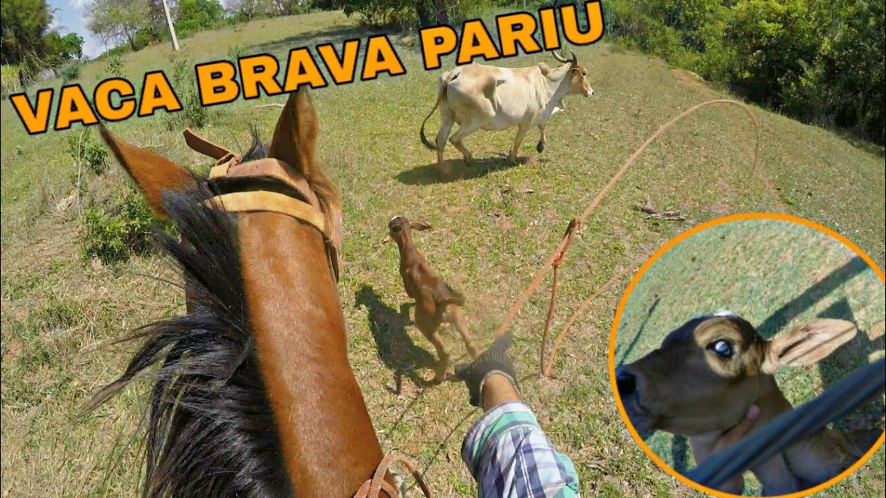 VACA CHIFRUDA E BRAVA PARIU NO MEIO DO MATO