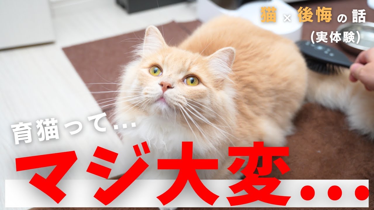 一人暮らしで猫飼って後悔してる人 / これから猫を飼う人へ【僕が育猫ノイローゼになりかけた話】