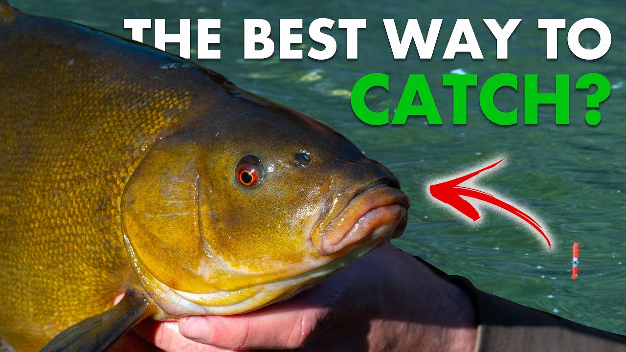 Float Fishing For TENCH!