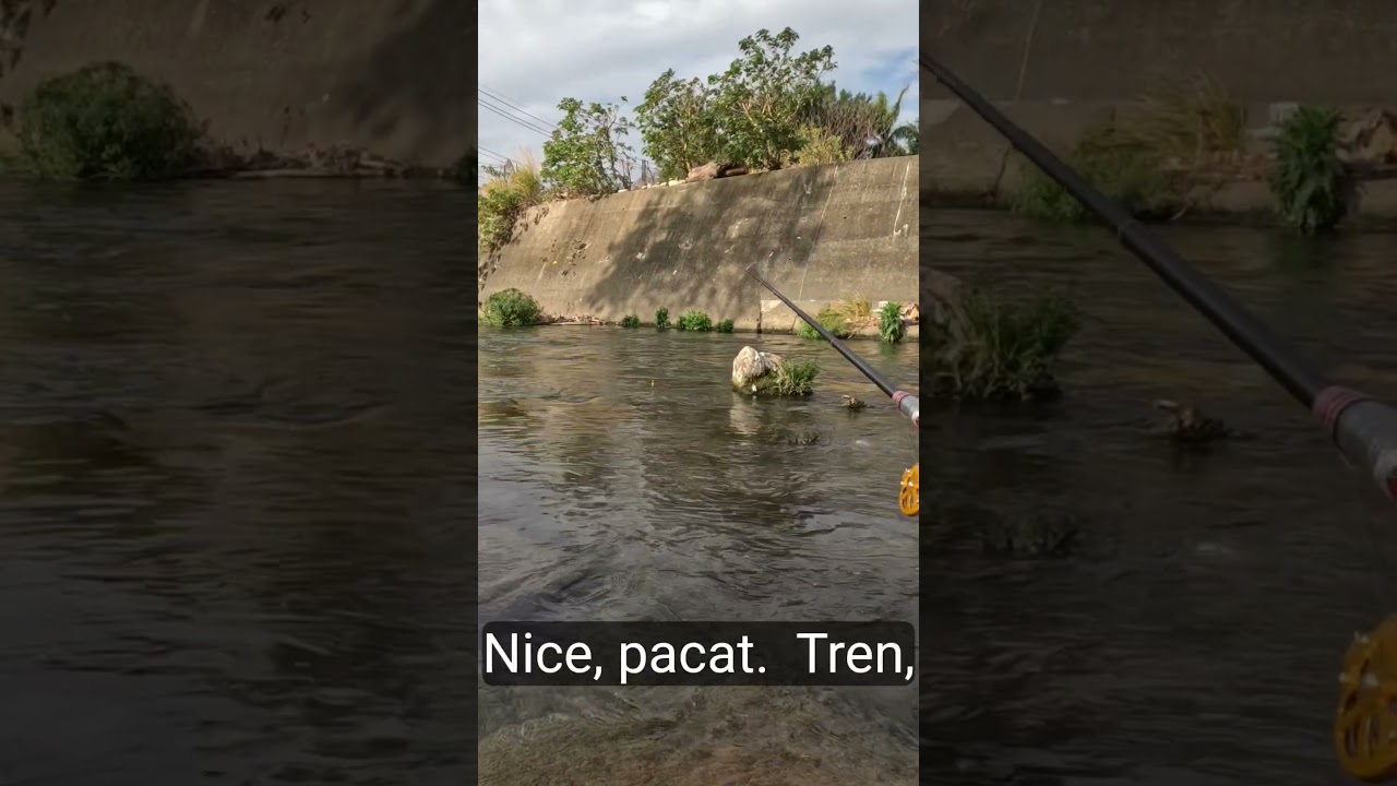 Ловля тилапии в лунке #рыбалка #рыбалка #микрорыбалка #рыболов #рыбалка