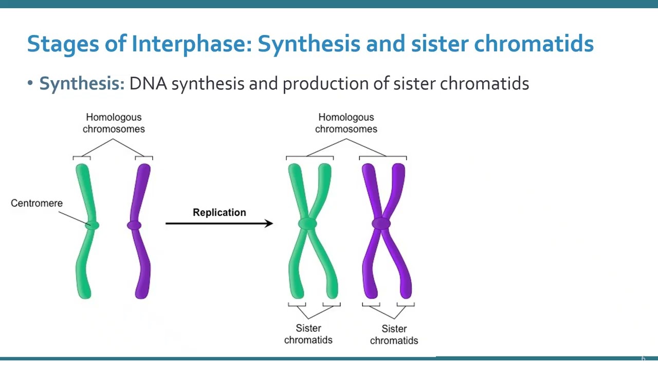 Pierce Ch 2 Cellular Reproduction Part 2 Cell Cycle and Mitosis